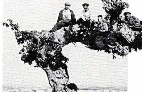 עץ השקמים העתיק
